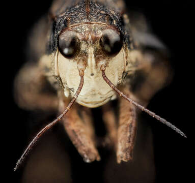 Image of Black-sided Pygmy Grasshopper