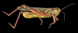 Image of Migratory Grasshopper