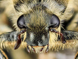 Image of Flower chafer