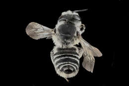 Image of Texas Leaf-cutter Bee