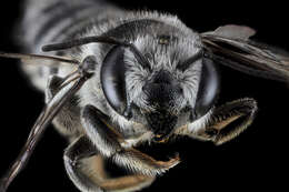 Image of Texas Leaf-cutter Bee