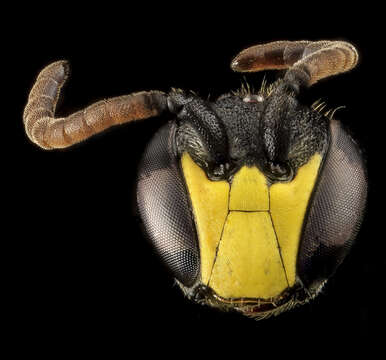 Image of Modest Masked Bee