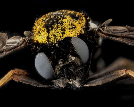 Image of Golden-backed Snipe Fly