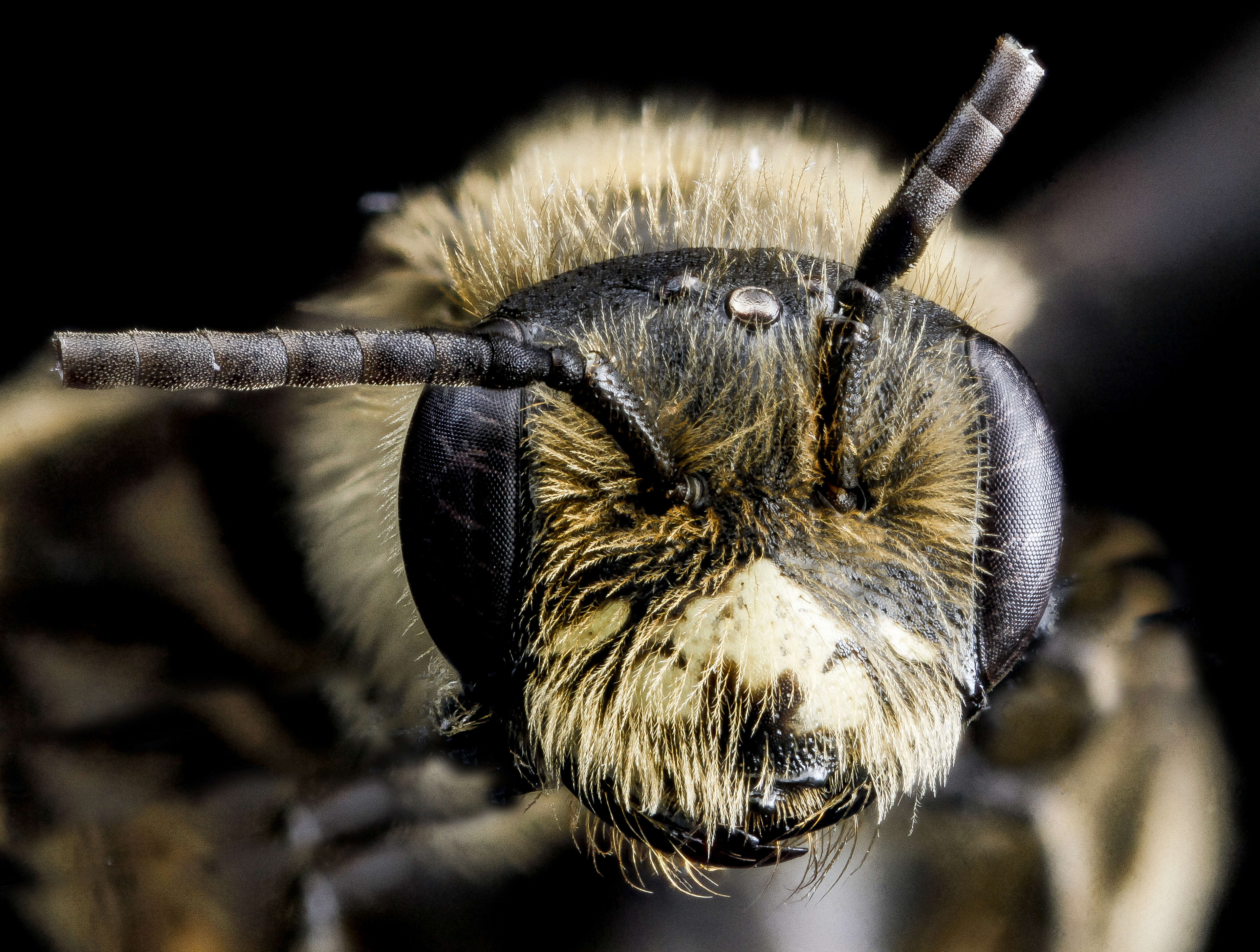 Image of Cresson's Andrena