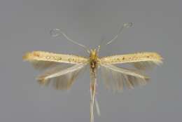 Imagem de Caloptilia betulicola (M. Hering 1928)