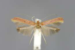 Image of Caloptilia elongella (Linnaeus 1761)