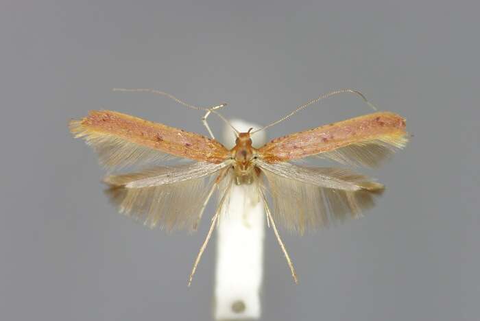 Image of Caloptilia elongella (Linnaeus 1761)