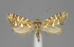 Image of Glyphipterix bergstraesserella Fabricius 1781