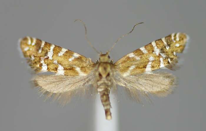 Слика од Glyphipterix bergstraesserella Fabricius 1781