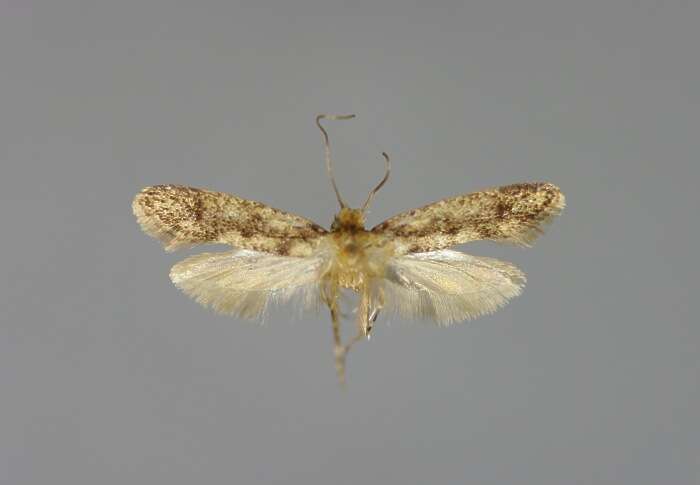 Image of Brown-dotted Clothes Moth