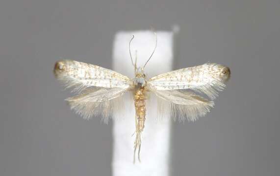 Imagem de Argyresthia retinella Zeller 1839