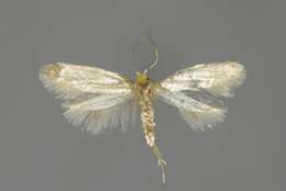 Image of Argyresthia glabratella Zeller 1847