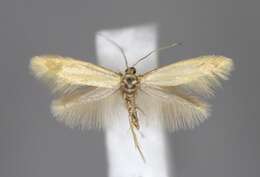 Image of Argyresthia illuminatella Zeller 1839