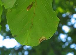 Image of Beech Slender