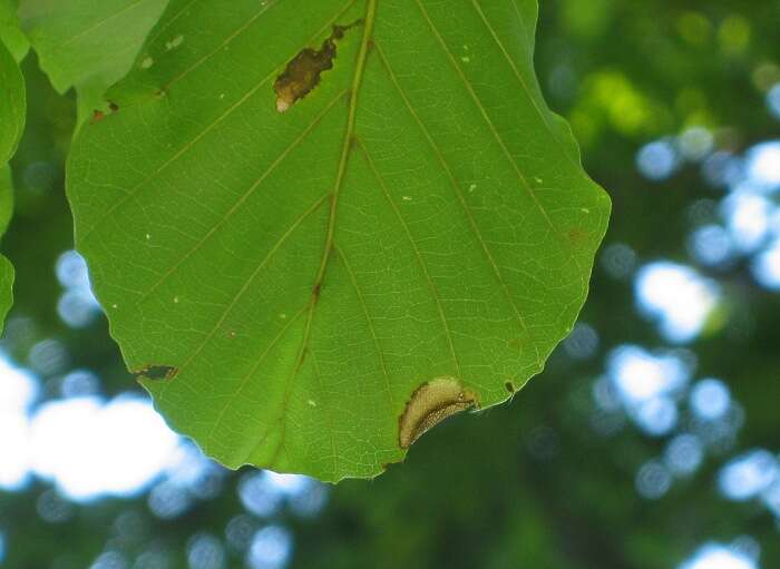 Image of Beech Slender