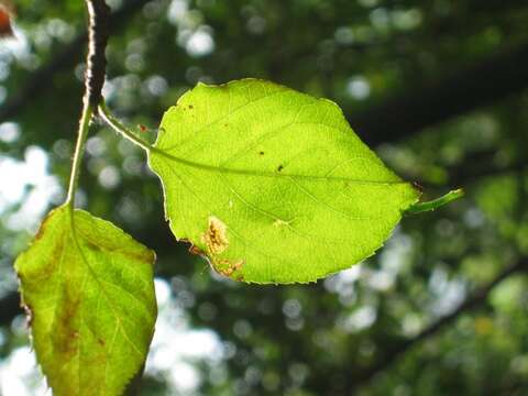 Sivun Ectoedemia atricollis (Stainton 1857) Bradley et al. 1972 kuva