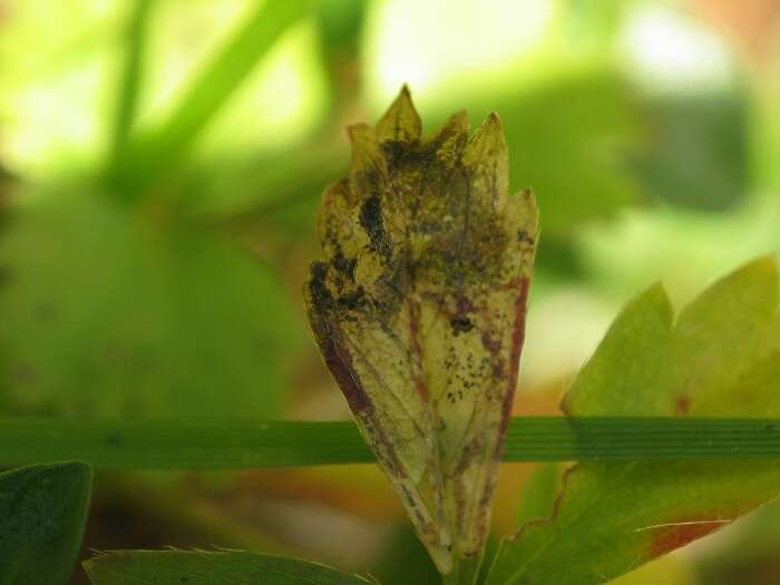 Image of Stigmella aeneofasciella (Herrich-Schäffer 1855) Gerasimov 1952