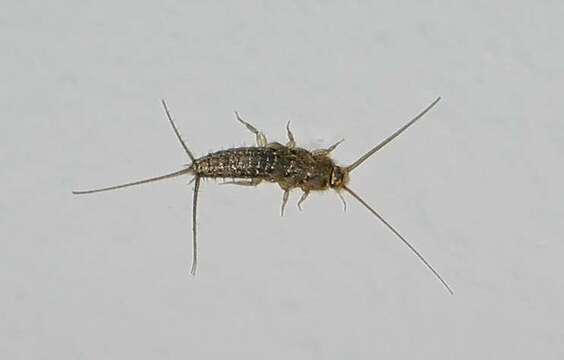 Image of Four-lined Silverfish