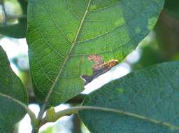 Image of Stigmella salicis (Stainton 1854) Fletcher et al. 1945