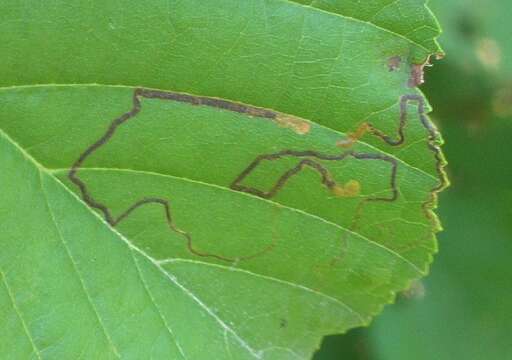 Stigmella glutinosae (Stainton 1858) Beirne 1945 resmi