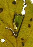 Image de Stigmella luteella (Stainton 1857) Beirne 1945