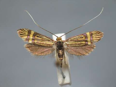 Imagem de Nemophora congruella Fischer von Röslerstamm 1838