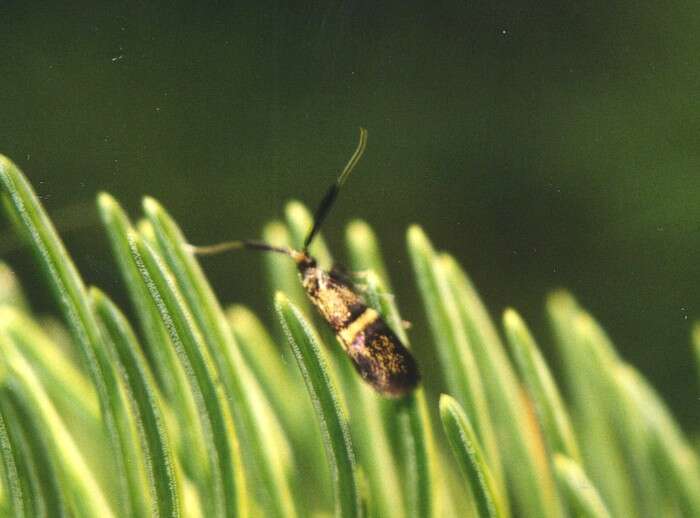 Image of Nemophora associatella Zeller 1839