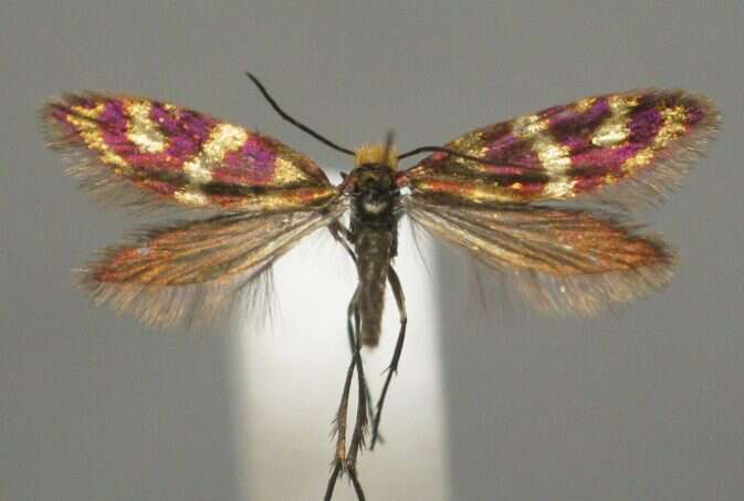 Imagem de Micropterix osthelderi Heath 1975