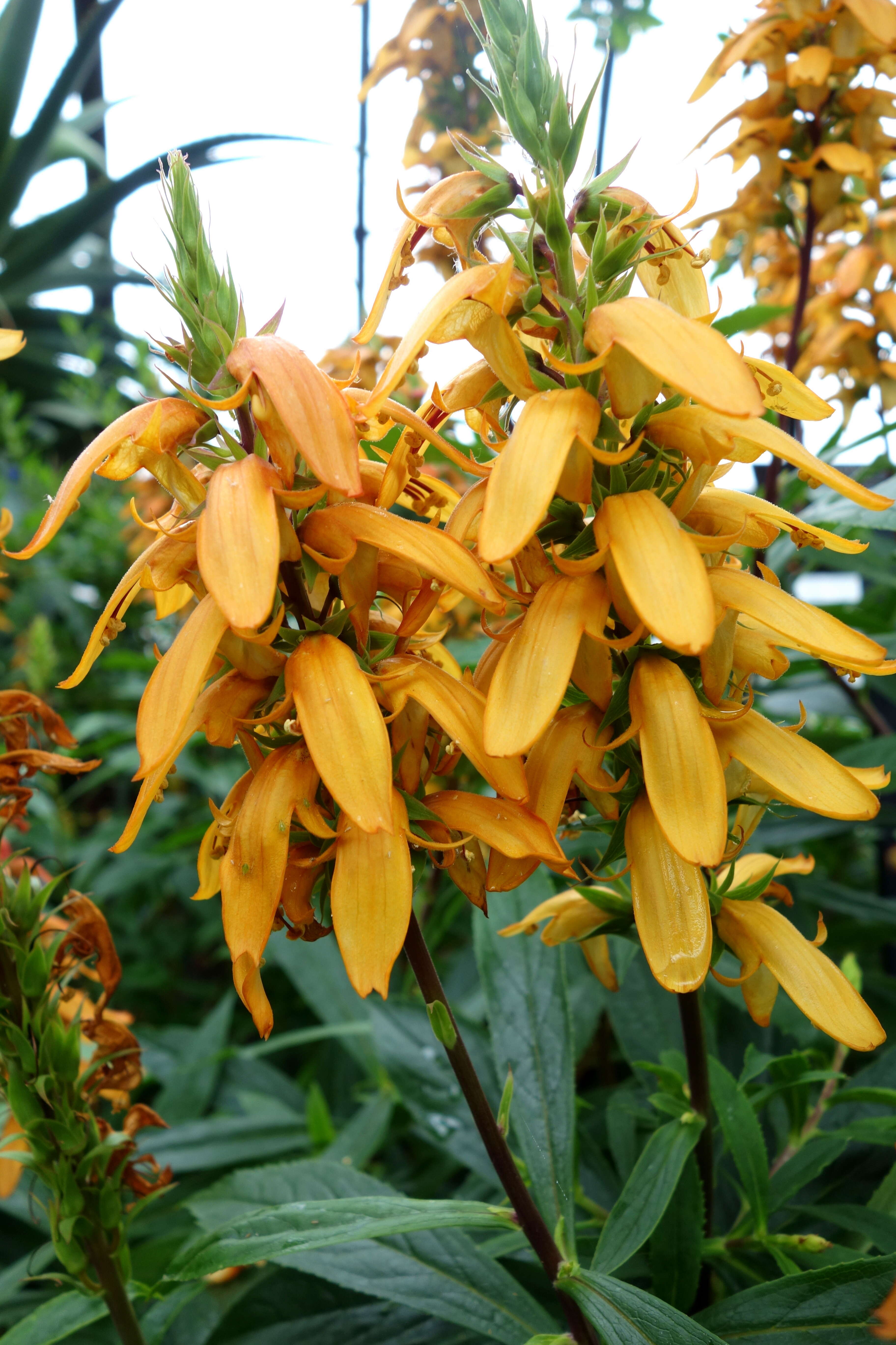 Imagem de Digitalis canariensis L.