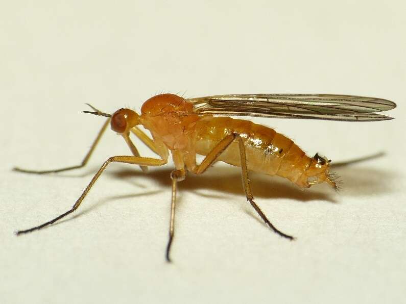 Image of Empis lutea Meigen 1804