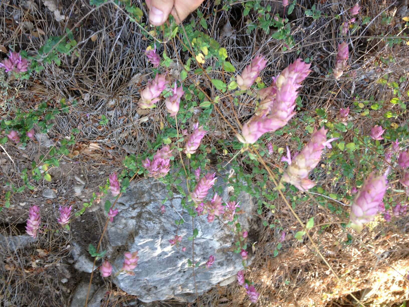 Image of Origanum libanoticum Boiss.