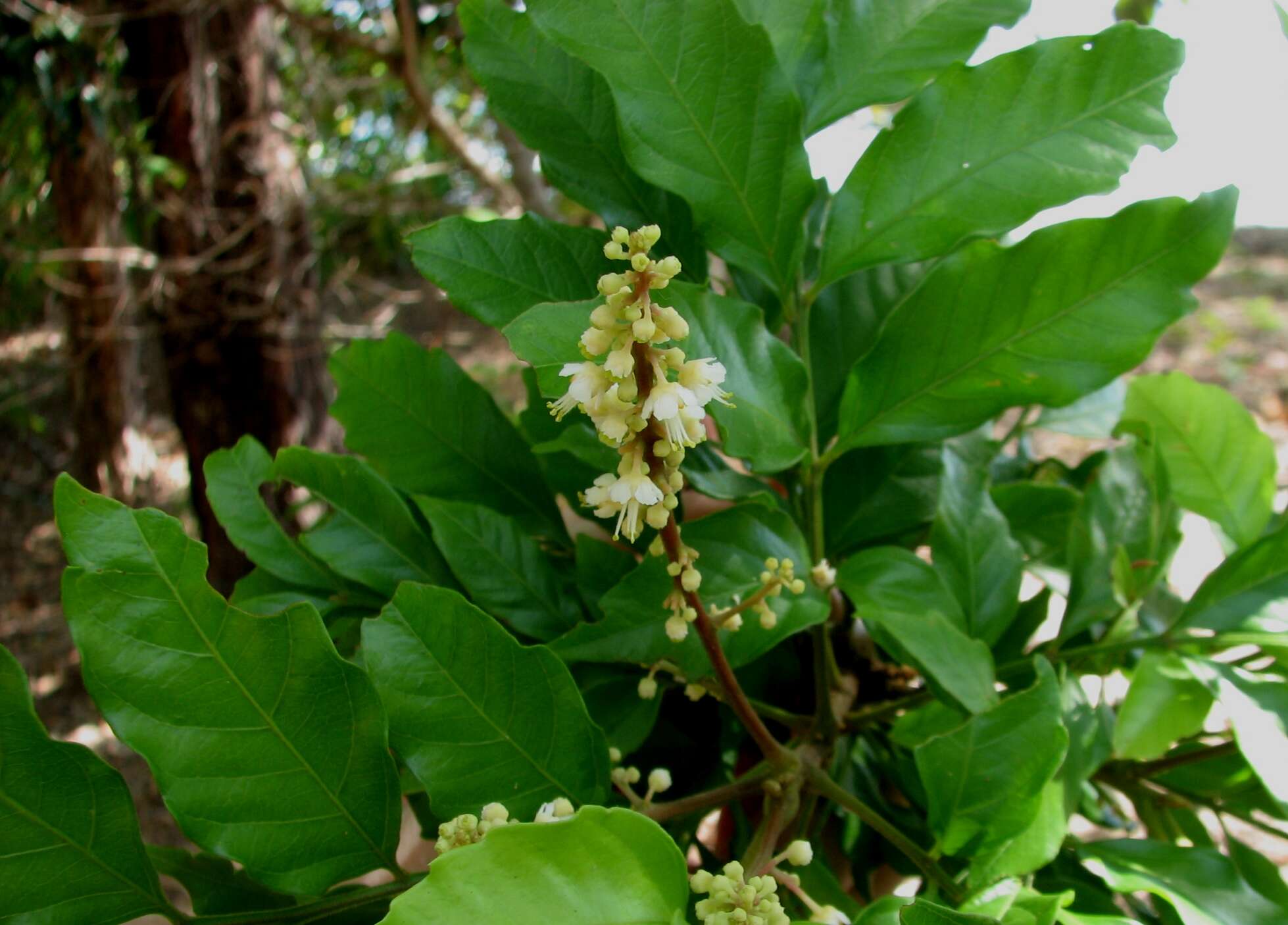 Image de Toechima daemelianum (F. Müll.) Radlk.