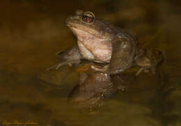 Image of Black Spiny-chest Frog