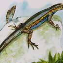 Image of Ratas Island Lizard