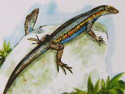 Image of Ratas Island Lizard