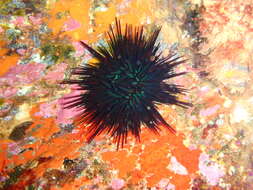 Image of Spiny Sea Urchin