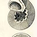 Image of Circumstella devexa (Hedley 1901)