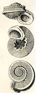 Image of Circumstella devexa (Hedley 1901)