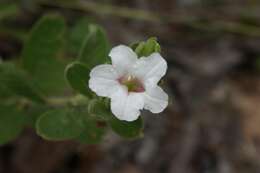 Image of Ruellia nitens (Nees) D. C. Wassh.