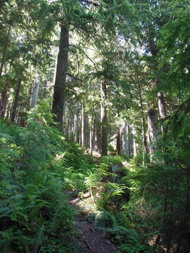 Image of western swordfern