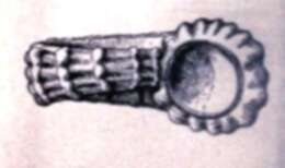 Image of Cyclostrema Marryat 1819