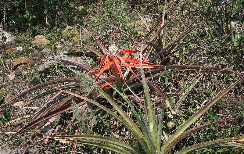 Bromelia serra Griseb.的圖片