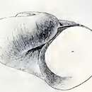 Image de Cyclostrema pompholyx Dall 1889