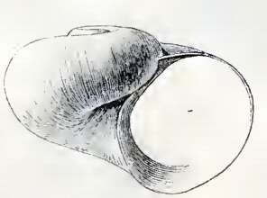Image de Cyclostrema pompholyx Dall 1889
