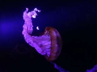 Image of Sea nettle