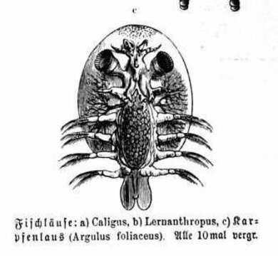 Image of carp louse