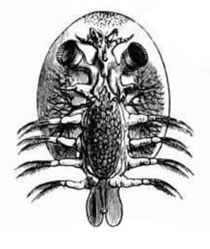 Image of carp louse