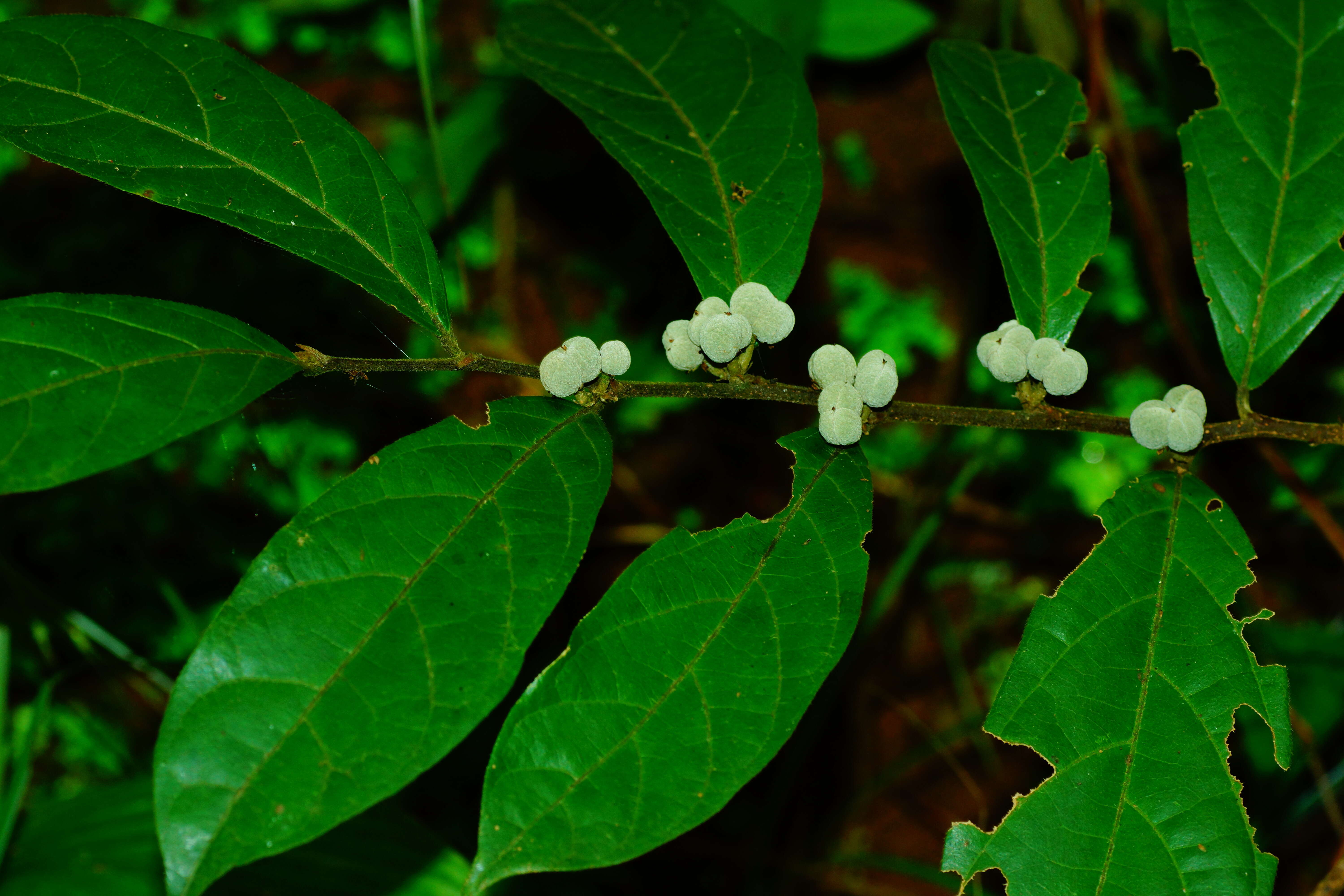 Imagem de Dichapetalum gelonioides (Roxb.) Engl.