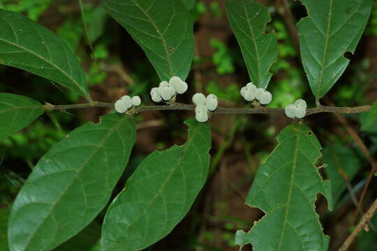 Image of Dichapetalum gelonioides (Roxb.) Engl.