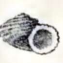 Image of Cyclostrema carinatum H. Adams 1873